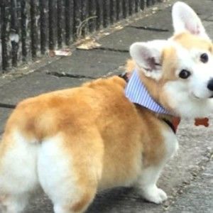 Meet your Posher, Roberto